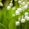 Muguet