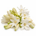 Tuberose