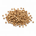 Coriander