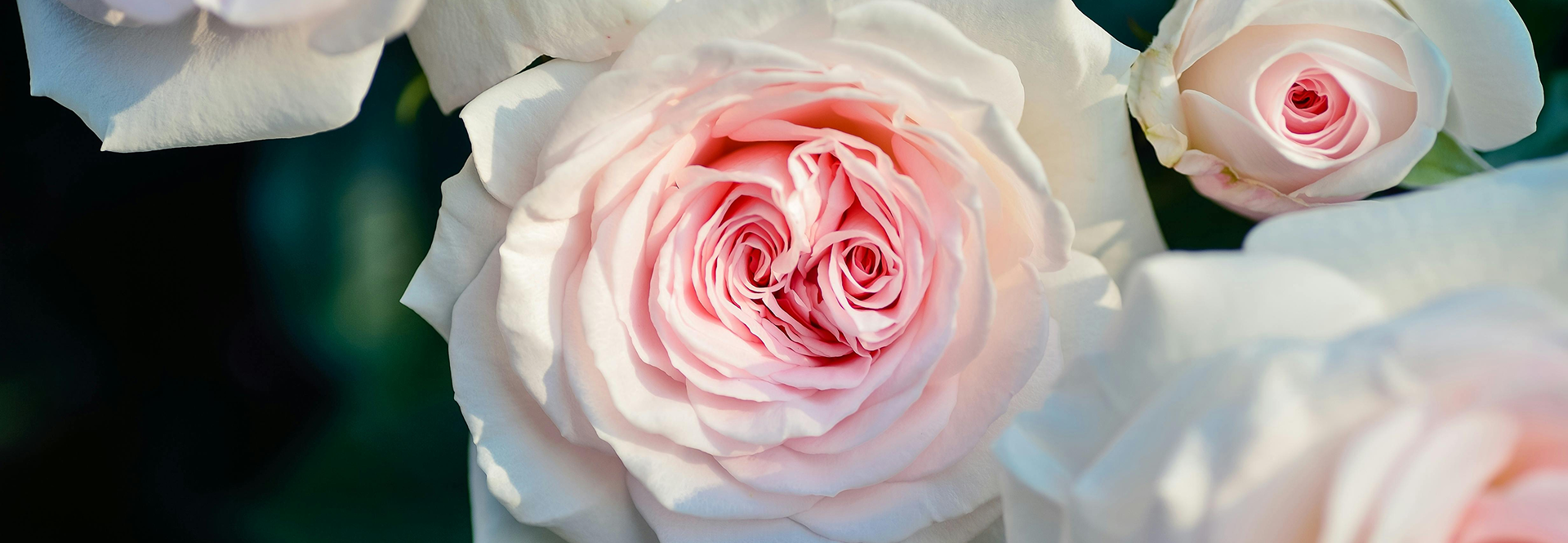 The power of gender-neutral perfumes