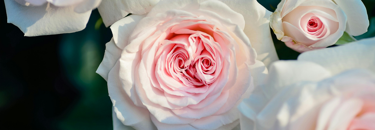 The power of gender-neutral perfumes