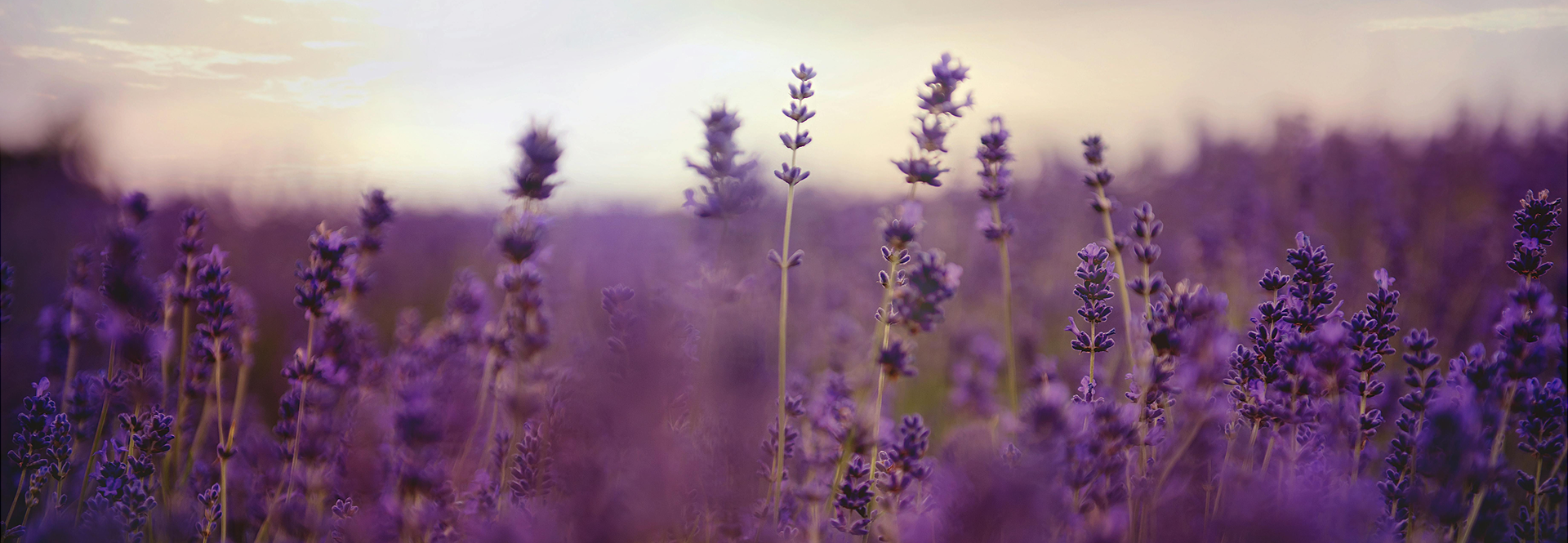 Insight: How can perfume affect your mood?