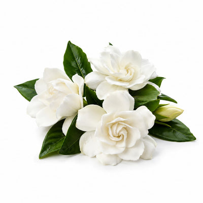 Gardenia