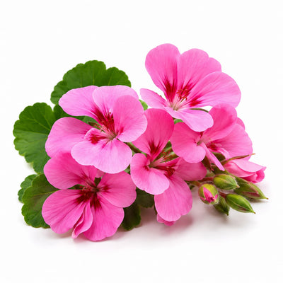 Geranium