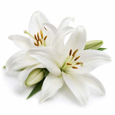 Lily