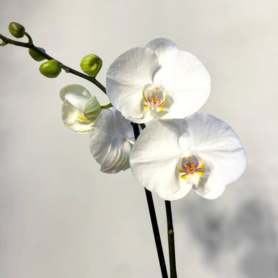 Orchid