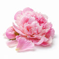 Peony
