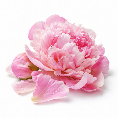 Peony