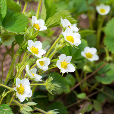 Strawberry Blossom