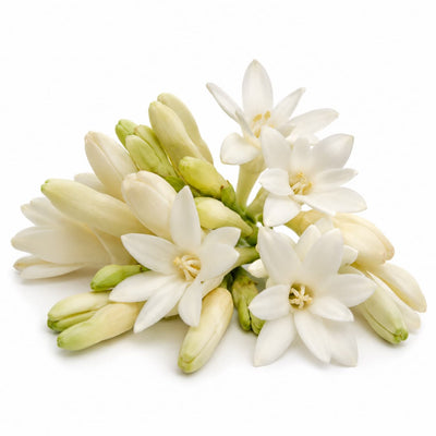 Tuberose