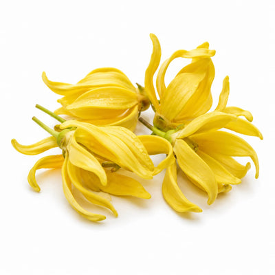Ylang Ylang